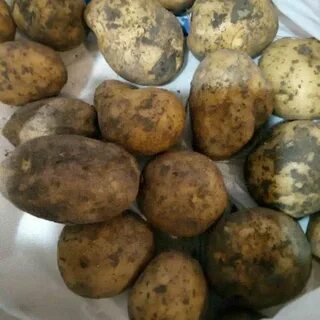 Сорт картофеля коломбо фото