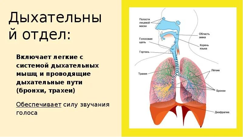 Голосовой периферический отдел. Дыхательный отдел периферического речевого аппарата. Отделы дыхательной системы. Центральный и периферический отделы речевого аппарата. Строение речевого аппарата Центральный и периферический отделы.