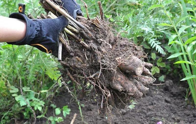 Можно ли разделить куст. Корень древовидного пиона. Деление куста пиона. Корневая система пиона древовидного. Пионы ЗКС.