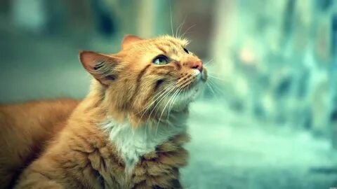 Котики 1920х1080