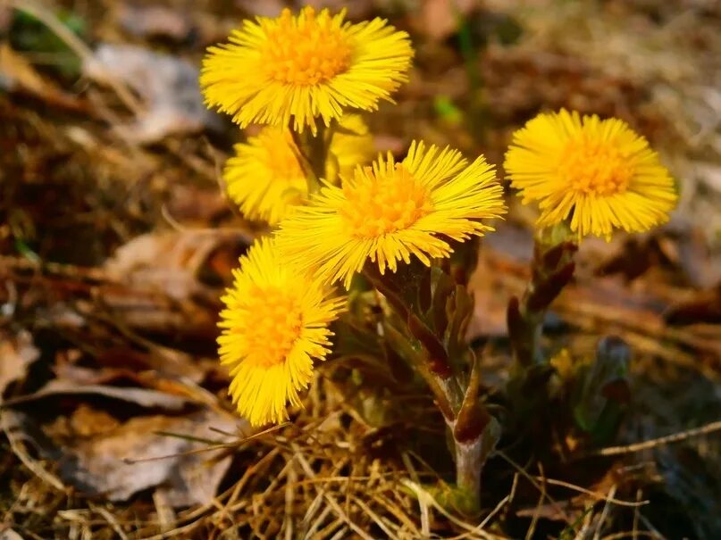 Маче мачиха. Мать и мачеха цветок. Мать-и-мачеха (мать-и-мачеха). Цветы луговые мать и мачеха. Мать-и-мачеха.