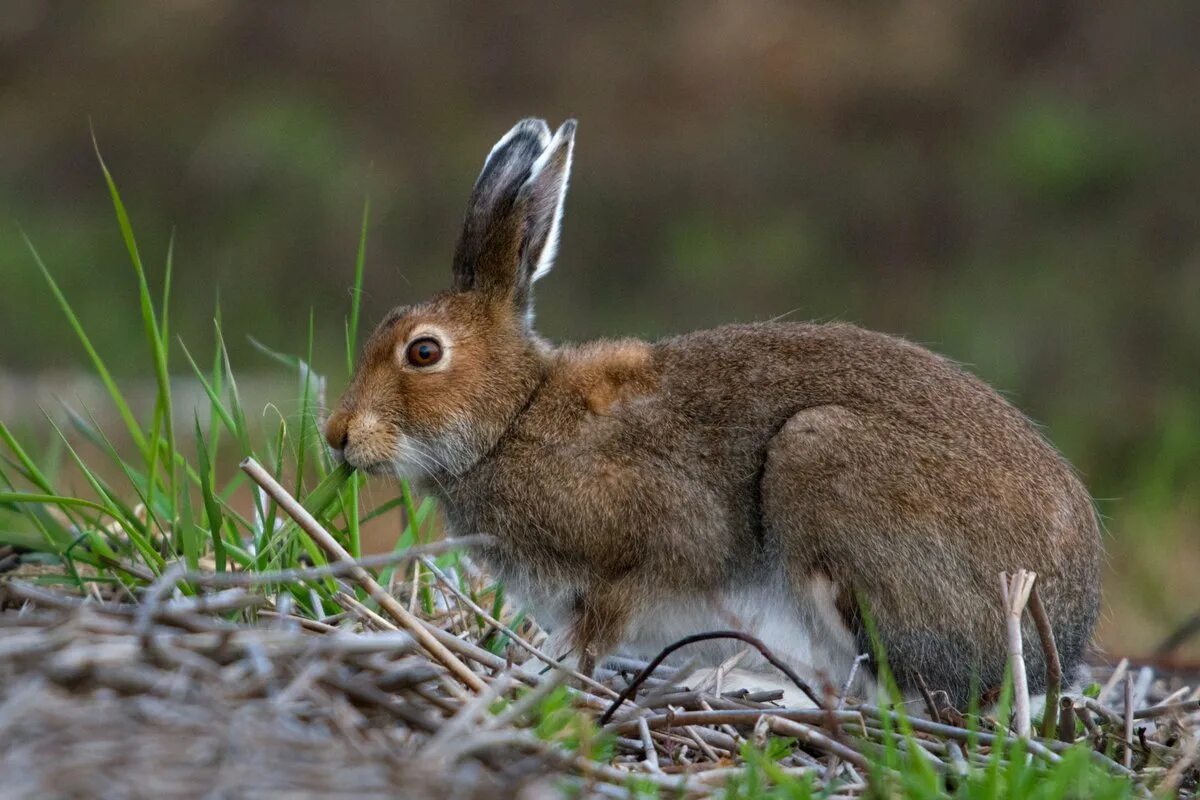 Чернохвостый заяц северной америки. Заяц русак в тундре. Сибирский заяц русак. Сибирский заяц русак. Заяц русак в тайге.