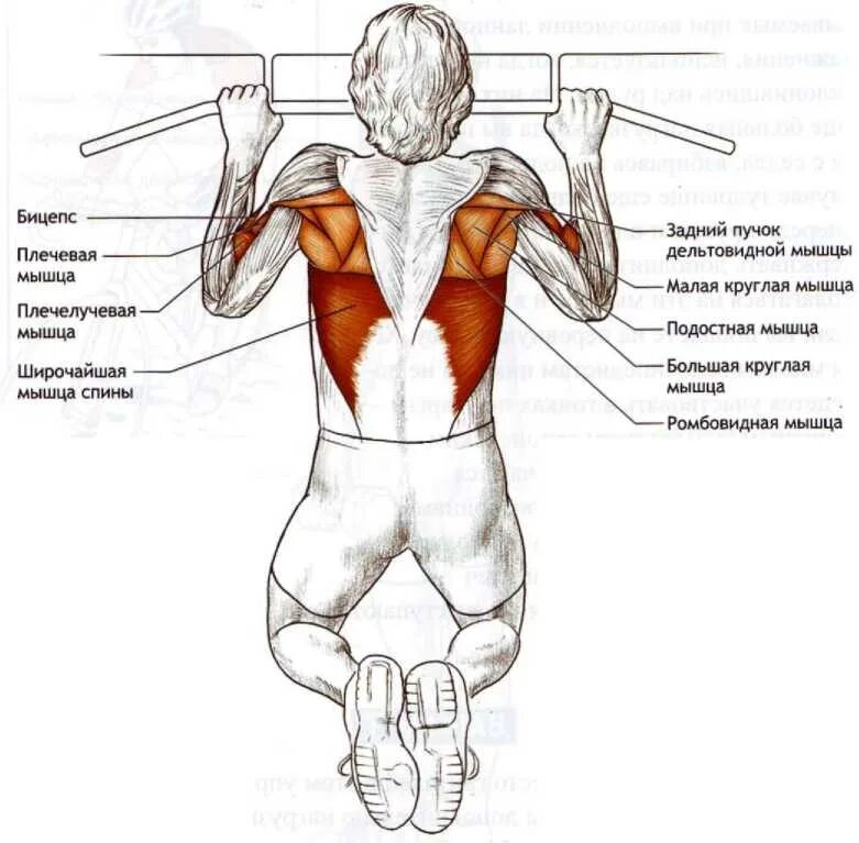 Подтягивание узким хватом мышцы. Какие мышцы работают при подтягивании на перекладине. Мышцы при подтягивании на турнике разными хватами. Подтягивания широким хватом какие мышцы. Какие мышцы задействованы при подтягивании на турнике.