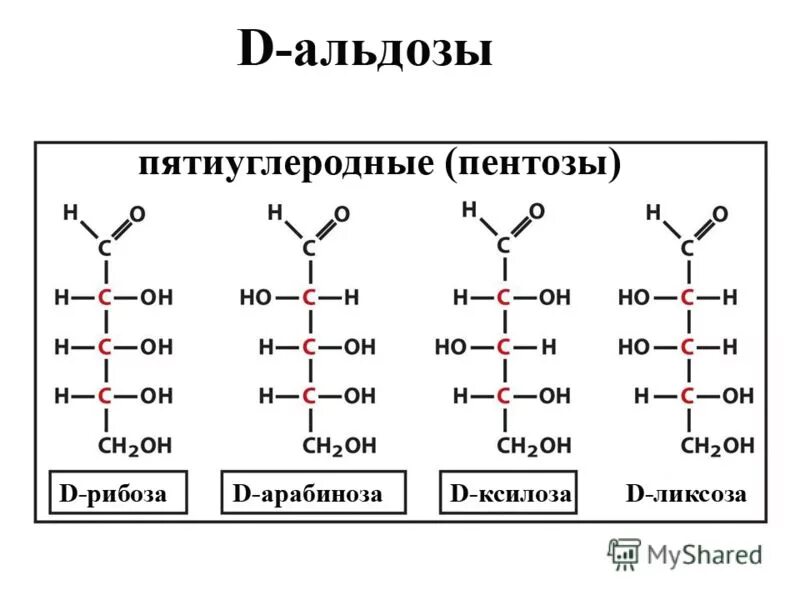 Пентоза рибоза