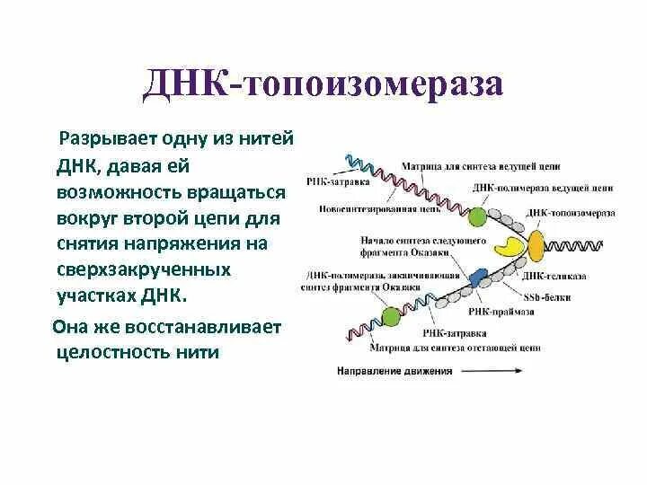 Где сделать генетический. ДНК топоизомераза функции. Хеликаза и топоизомераза. ДНК-топоизомераза (гираза) функции. Функции топоизомеразы в репликации ДНК.