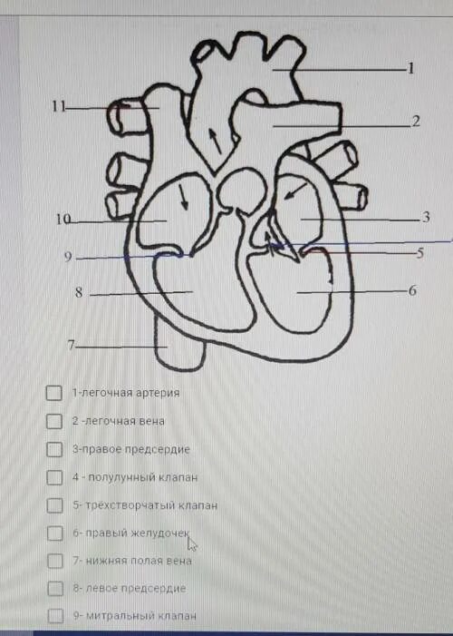 На рисунке изображено строение сердца. Рисунок сердца с подписями. Строение сердца рисунок с подписями. Подпишите подписи к рисунку сердца. Струны сердца анатомия.