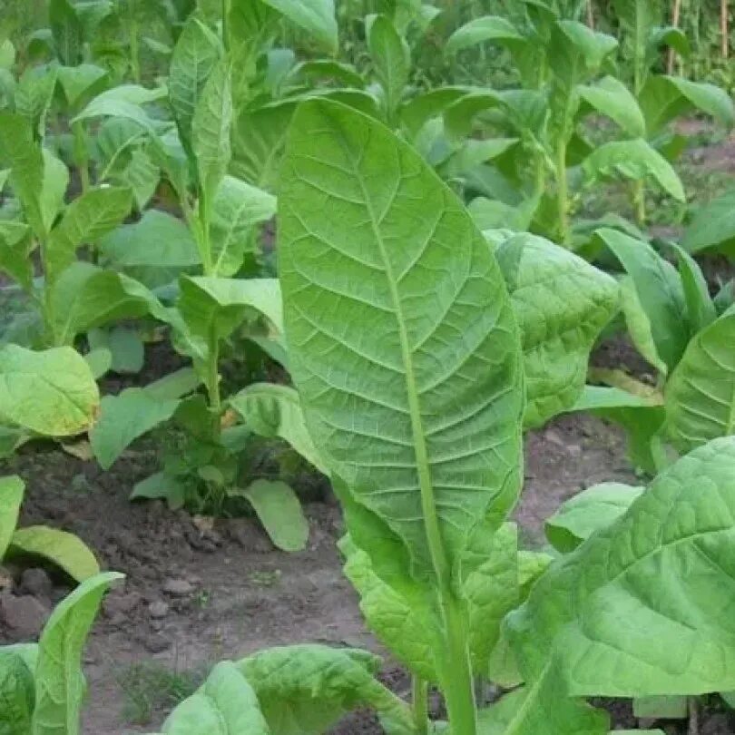 Сорт табака вирджиния. Табак сорт вирджиния. Табак вирджиния 202. Вирджиния gold сорт табака. Табак вирджиния 202.