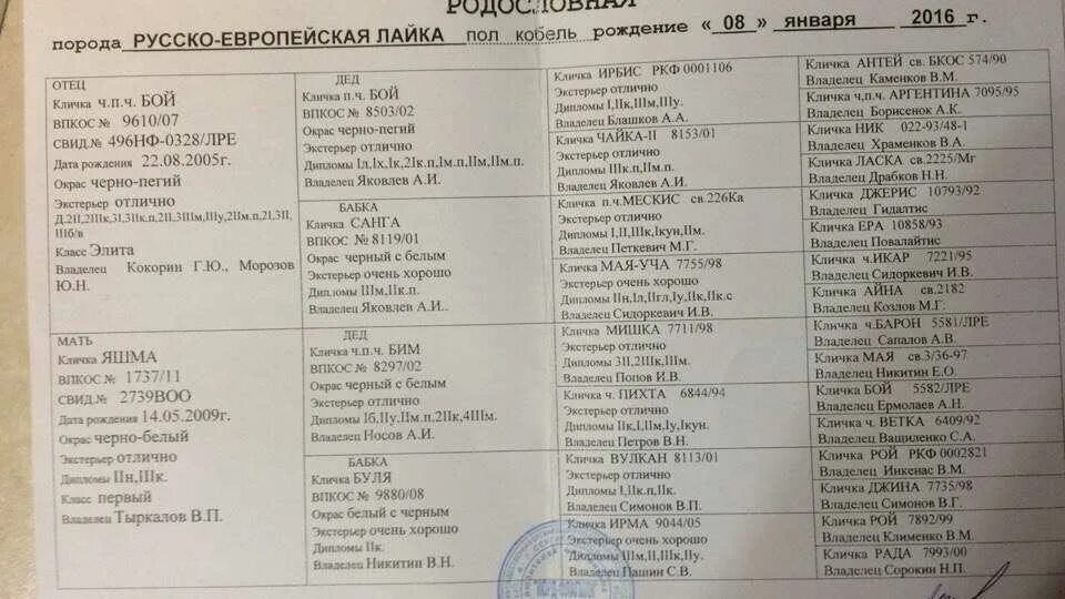 Имена коров клички. Клички коров. имена коров список. клички теленка список. клички коров красивые.