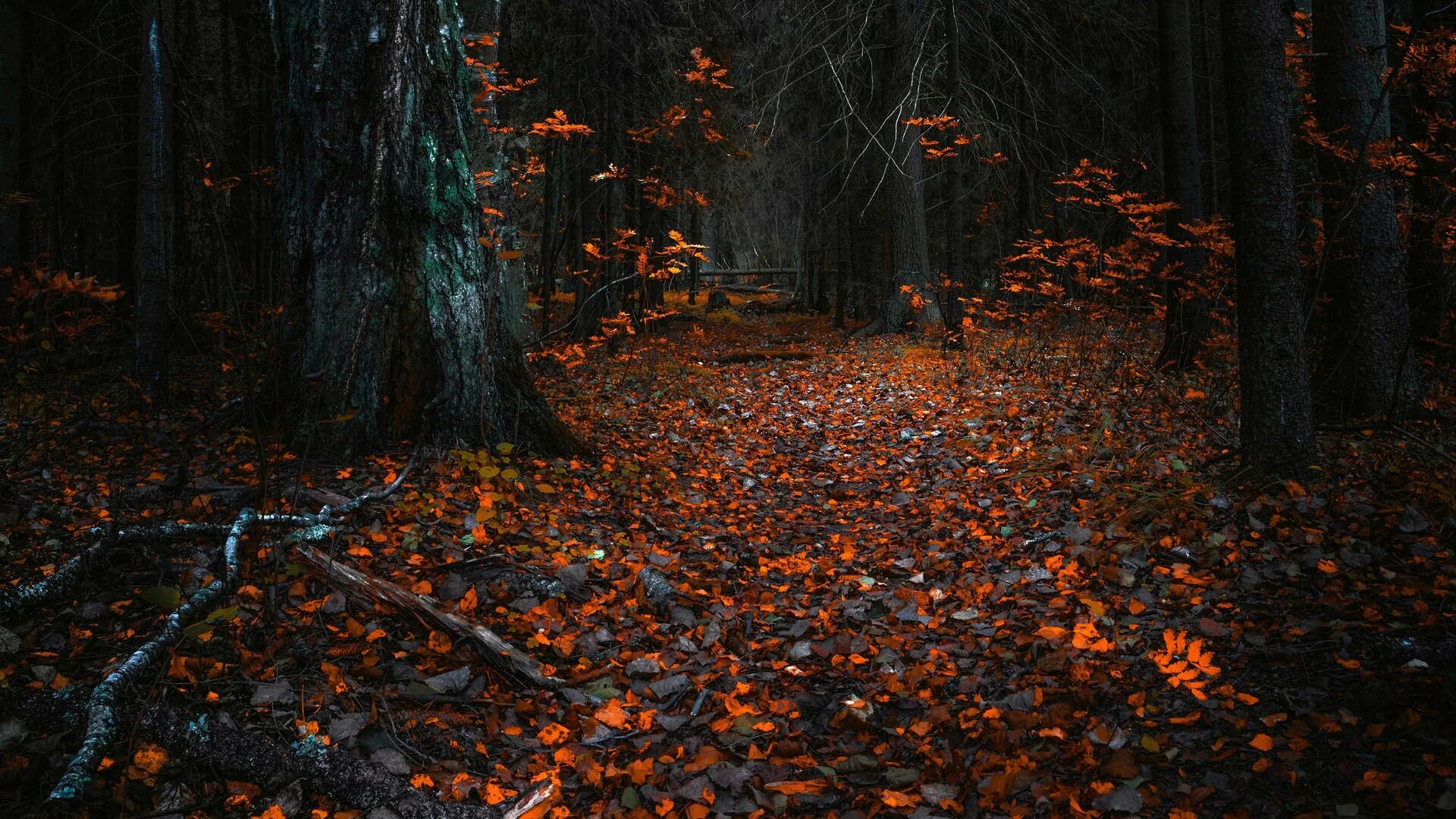 Fallen forest