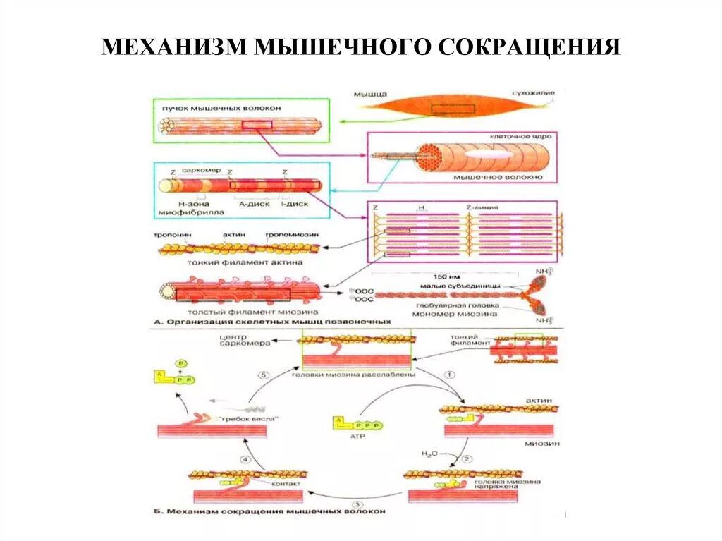 Нарушение мышечного сокращения. Механизм сокращения мышечного волокна схема. Схема сокращения скелетной мышцы физиология. Механизм сокращения скелетных мышц. Строение и механизмы сокращения скелетной мышечной клетки..