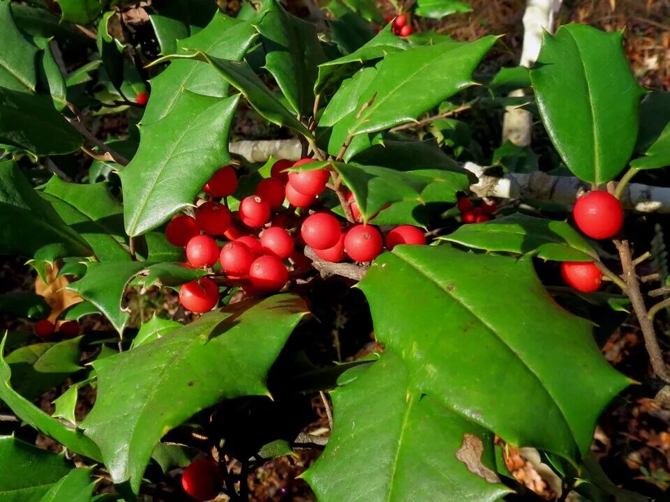 йерба мате фото. падуб остролистный. напиток из падуба 4 буквы сканворд. напиток из падуба 4 буквы сканворд. напиток из падуба 4 буквы сканворд.
