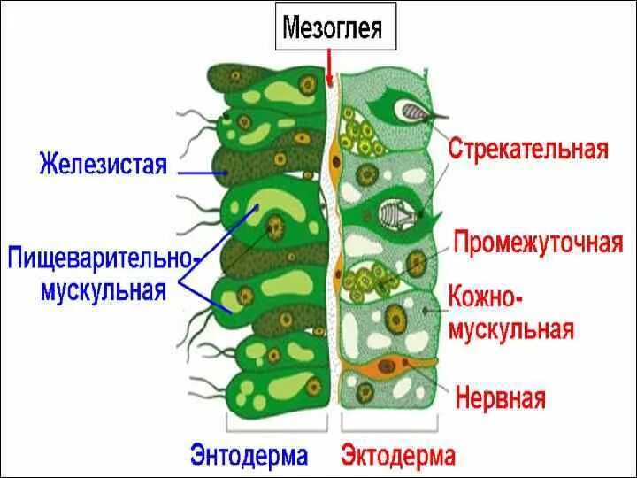 Типы клеток эктодермы и энтодермы