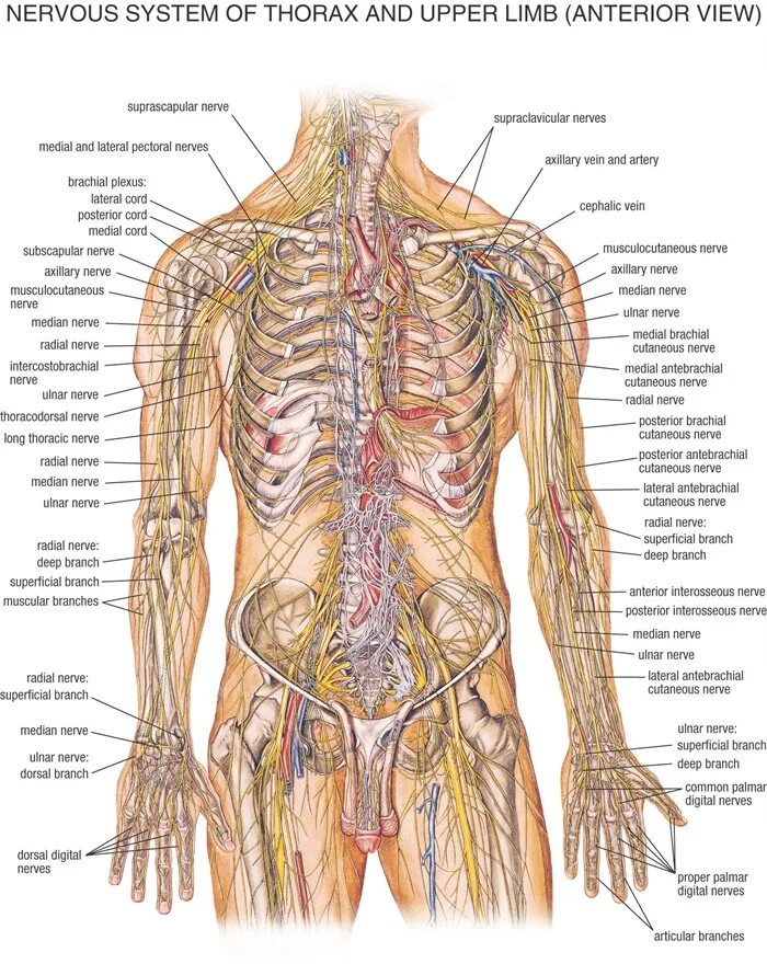 Анатомическая система организма. Нервная система человека анатомия. Нервы человека анатомия. Расположение нервов на теле. Нерв система человека.