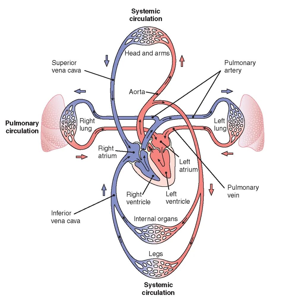 Been in circulation. Systemic circulation. кровеносная система. pulmonary and systemic circulation. blood circulation system.