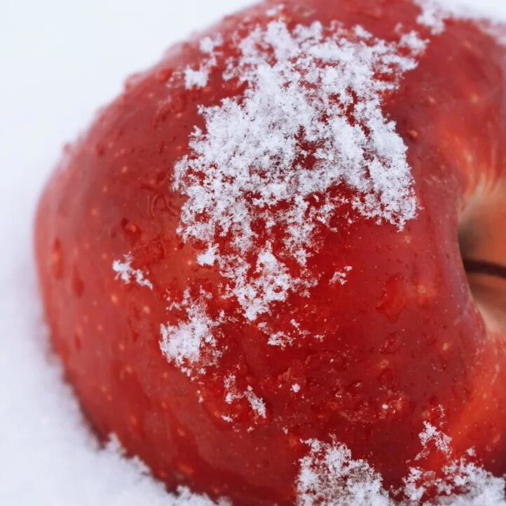 Пение яблоко. Яблоки на снегу. Яблоки на снегу фото. Яблоки на снегу розовые на белом. Алые яблоки на снегу.
