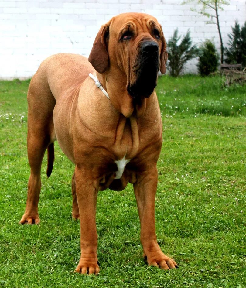 тибетский мастиф. мастиф геркулес. парола собак на букву м. порода собак первая буква м последняя ф. гуль дог порода.