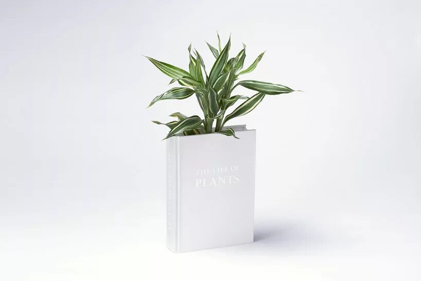 Сухоцветы в книге. Кашпо книга. Ваза книга прозрачная. Ваза книга. The book the vase.
