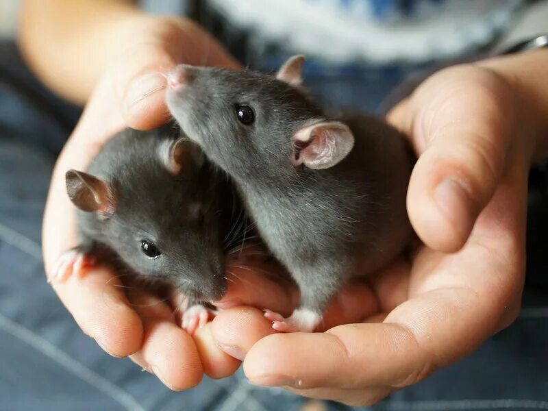 Серая крыса во сне. Крысята. Маленькая мышь. Крысята декоративные маленькие. Домашние мыши серые.