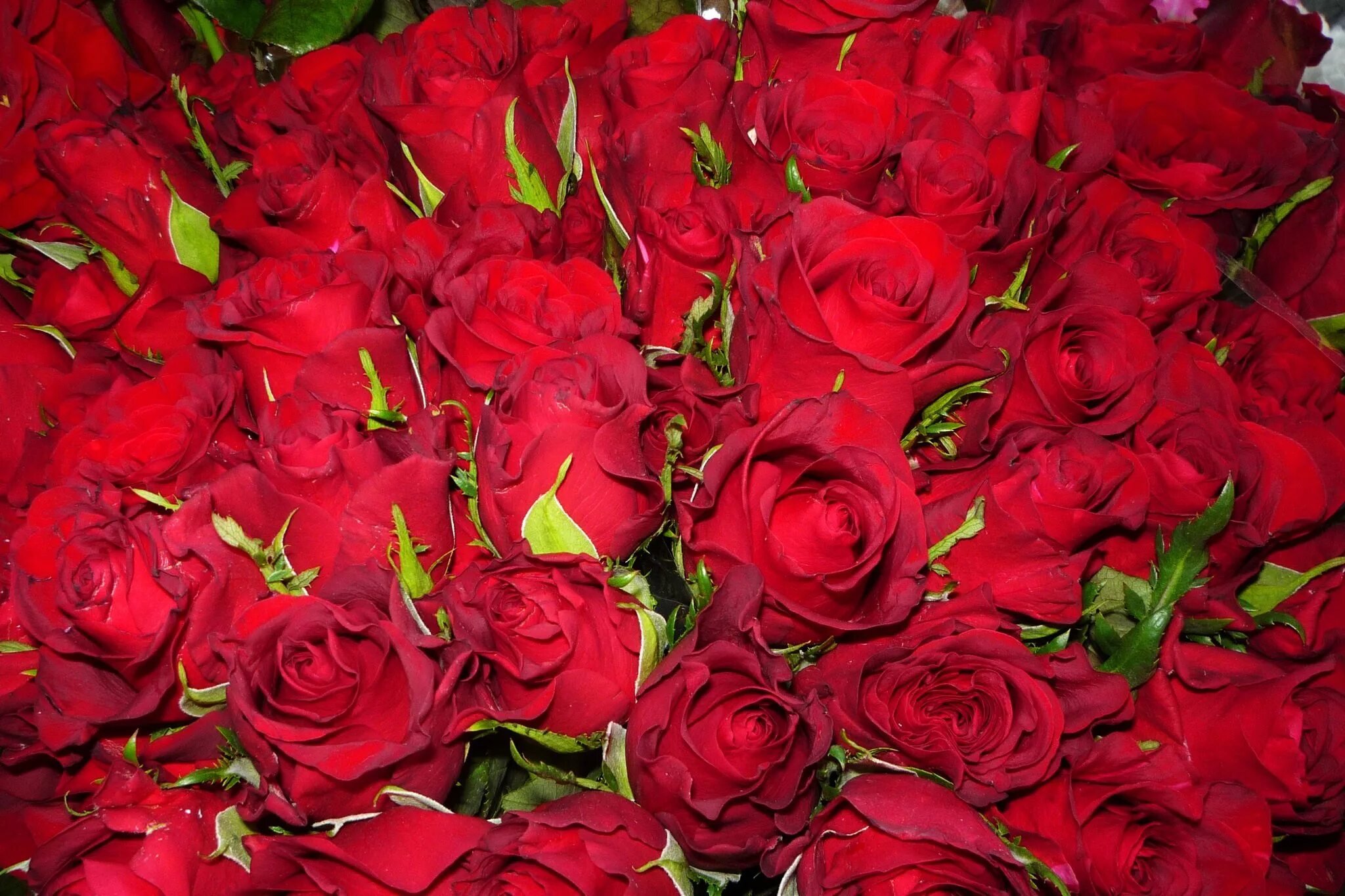 Красивый букет алых роз. Огромный букет красных роз.