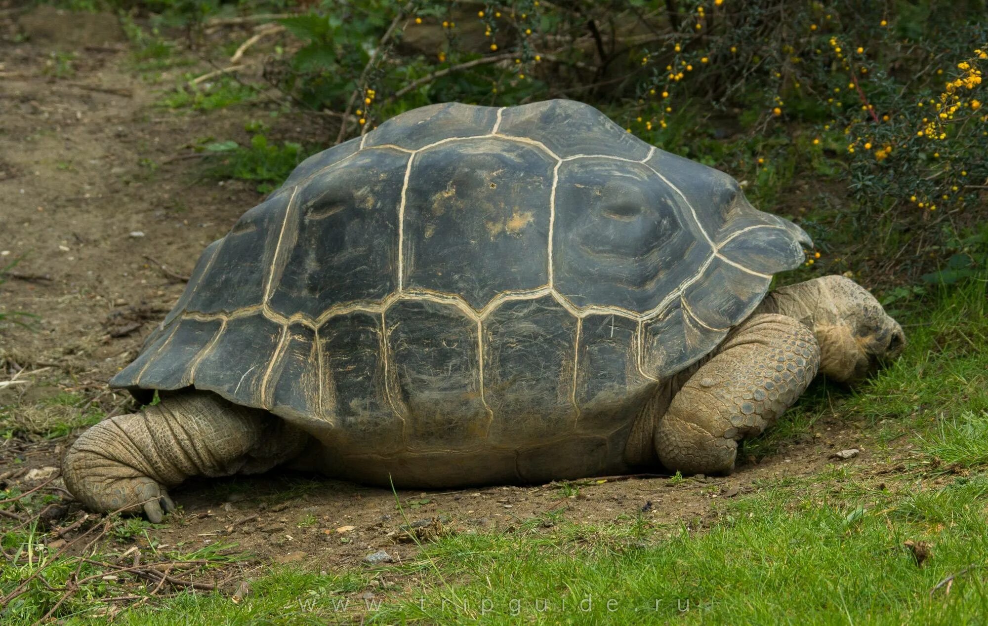 T turtle. Галапагосская черепаха. Абингдонская слоновая черепаха. Самые большие черепахи в мире. Черепаха Голиаф.