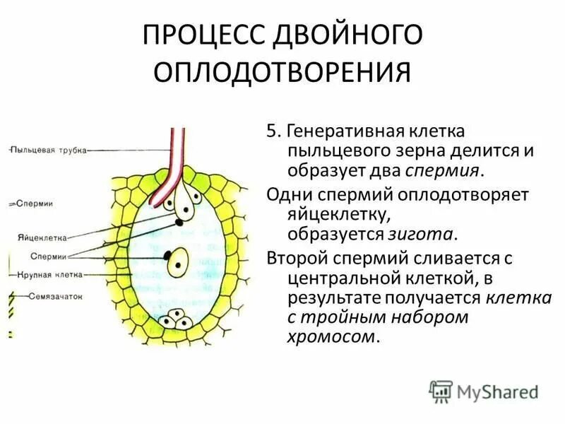 Зигота это в биологии у растений. Навашин двойное оплодотворение цветковых растений. Двойное оплодотворение у покрытосеменных растений. Схема двойного оплодотворения у цветковых растений. Процесс двойного оплодотворения у растений схема.
