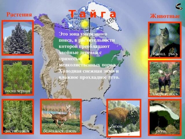 Природная зона тайга климатический пояс. Животные и растения умеренной зоны. Животные и растения в умеренном поясе. Презентация на тему природные зоны. Животные и растения умеренных поясов.