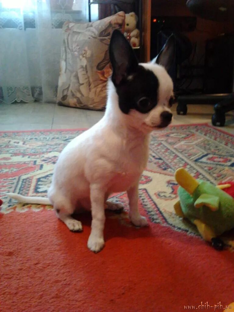 чихуахуа 4 мес. мини чихуахуа щенки 4 месяц. щенок чихуа 4 месяца. чихуахуа самка. мини чихуахуа щенки 4 месяц.