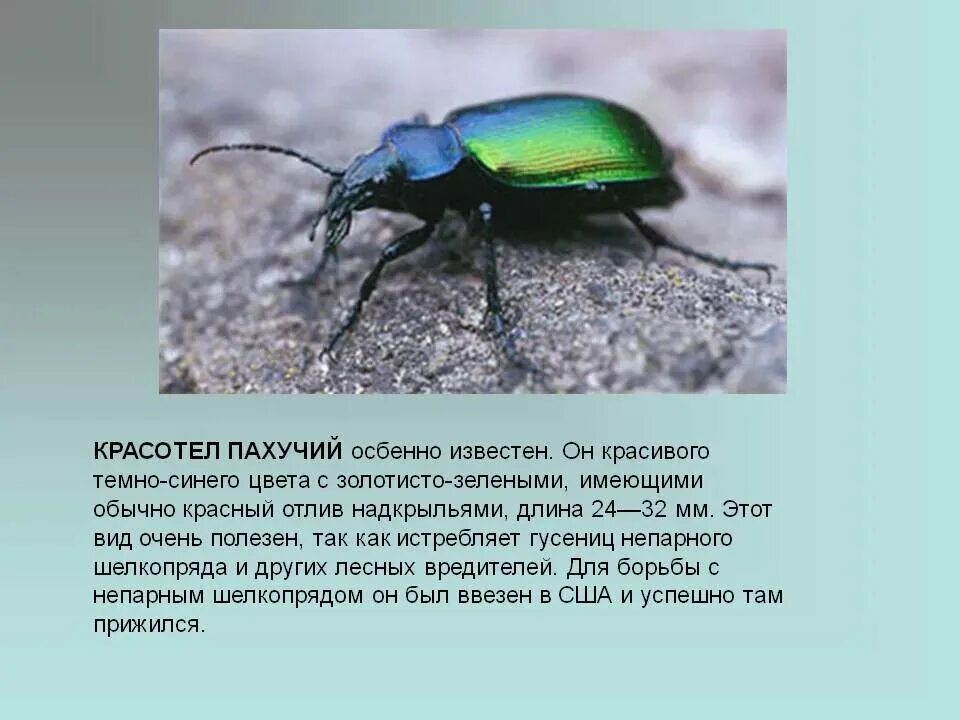 Это насекомое занесено в красную книгу 60 фото - ZooClever.ru