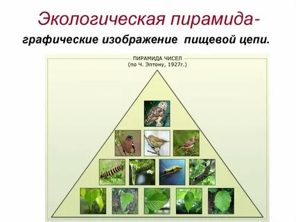 Экологическая цепь