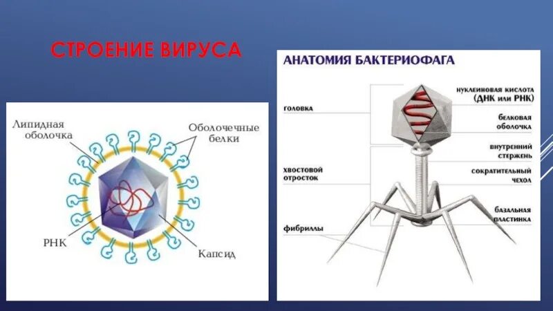 Каково строение вируса кратко. Строение вируса биология 9 класс. Строение вируса биологич. Строение вируса и функции частей. Структура вируса схема.