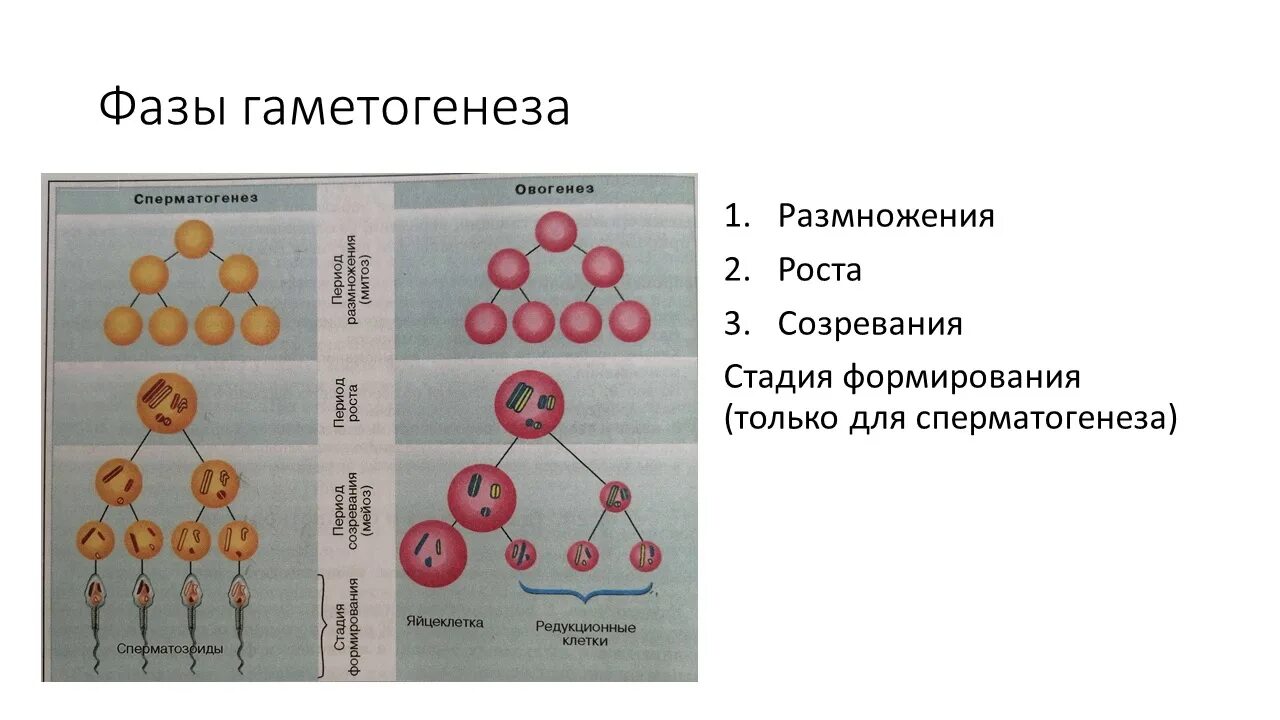 Сперматогенез размножение. Фаза размножения сперматогенеза. Биология 10 класс сперматогенез овогенез. Фаза роста сперматогенез. Стадии гаметогенеза сперматогенеза