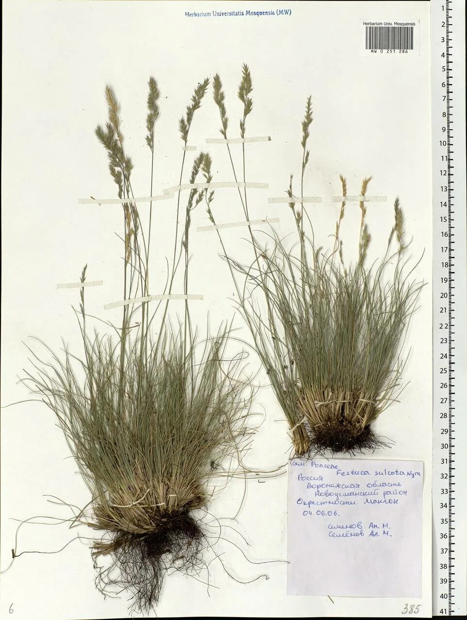 Чак-чак тимоша медовый 50 г. Казанские сладости чак чак. Тип чак. Тип чак. Тип чак.