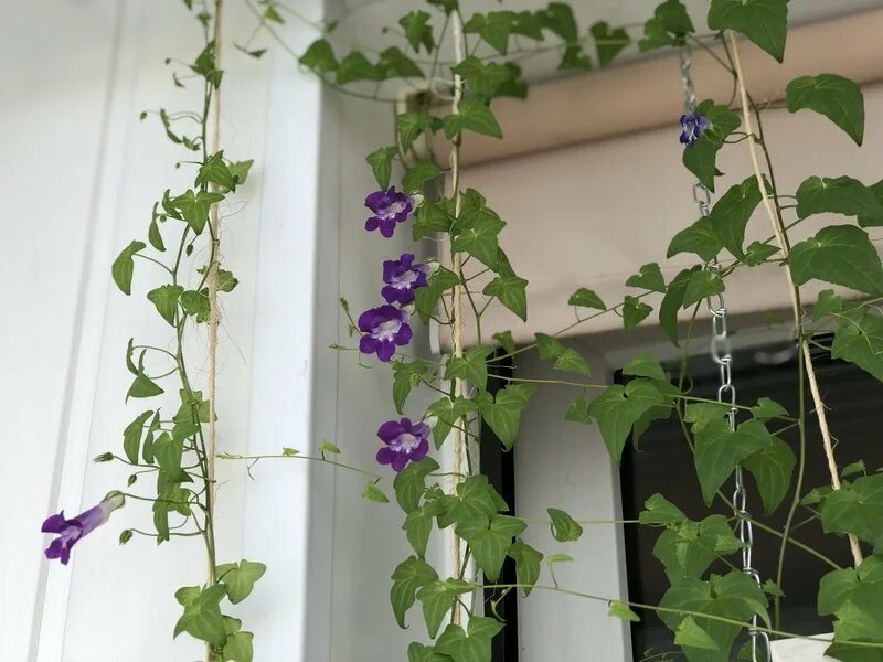 Ипомея плющевидная. Ипомея фарбитис. Ипомея синяя звезда. Ипомея почему уголовная ответственность. Ипомея пикоти синяя.