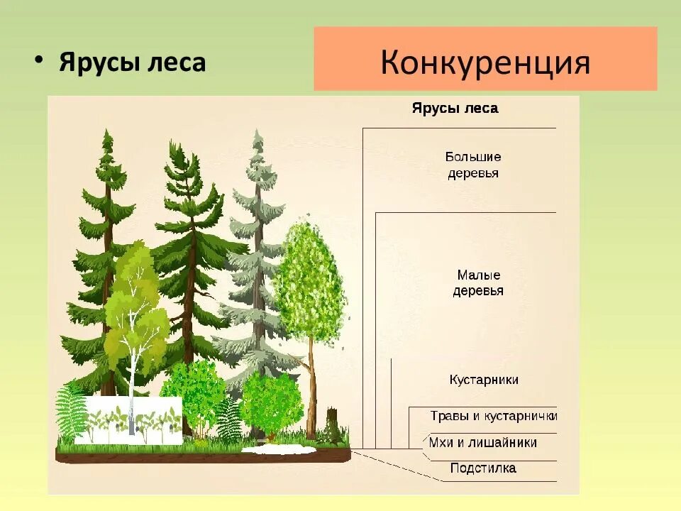 Этажи ярусы леса. Ярусы в лесу. Ярусность леса. Ярусы леса кустарники. Береза какой ярус