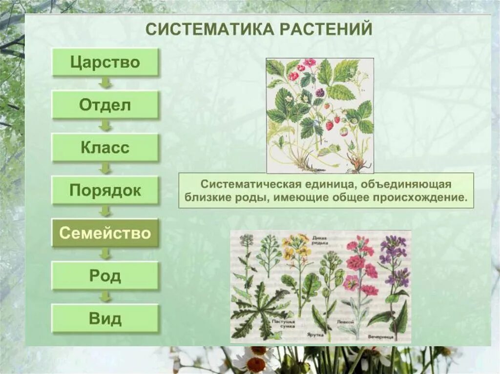 Картинки ПОРЯДОК В БИОЛОГИИ КЛАСС СЕМЕЙСТВО