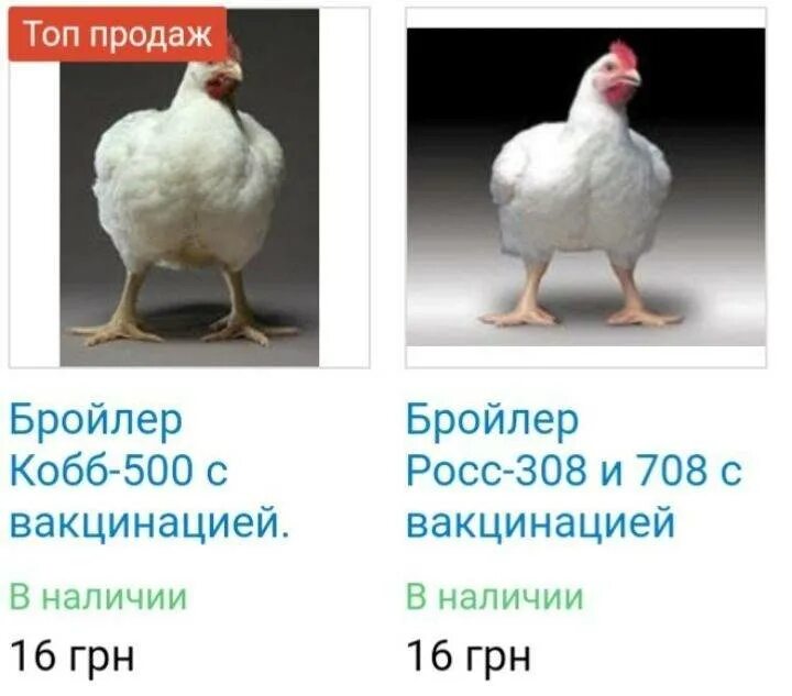 Бройлер росс 308 описание фото отзывы. Бройлер кобб 500. бройлер подрощенный порода росс 308. порода бройлеров росс 308. порода кобб 500 бройлеры.