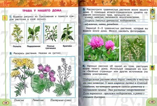 С помощью атласа определите. Птичья гречишка тысячелистник. птичья гречишка тысячелистник пустырник. атлас-определитель травянистые растения 2 класс окружающий. атлас определитель растений 1 класс окружающий мир.