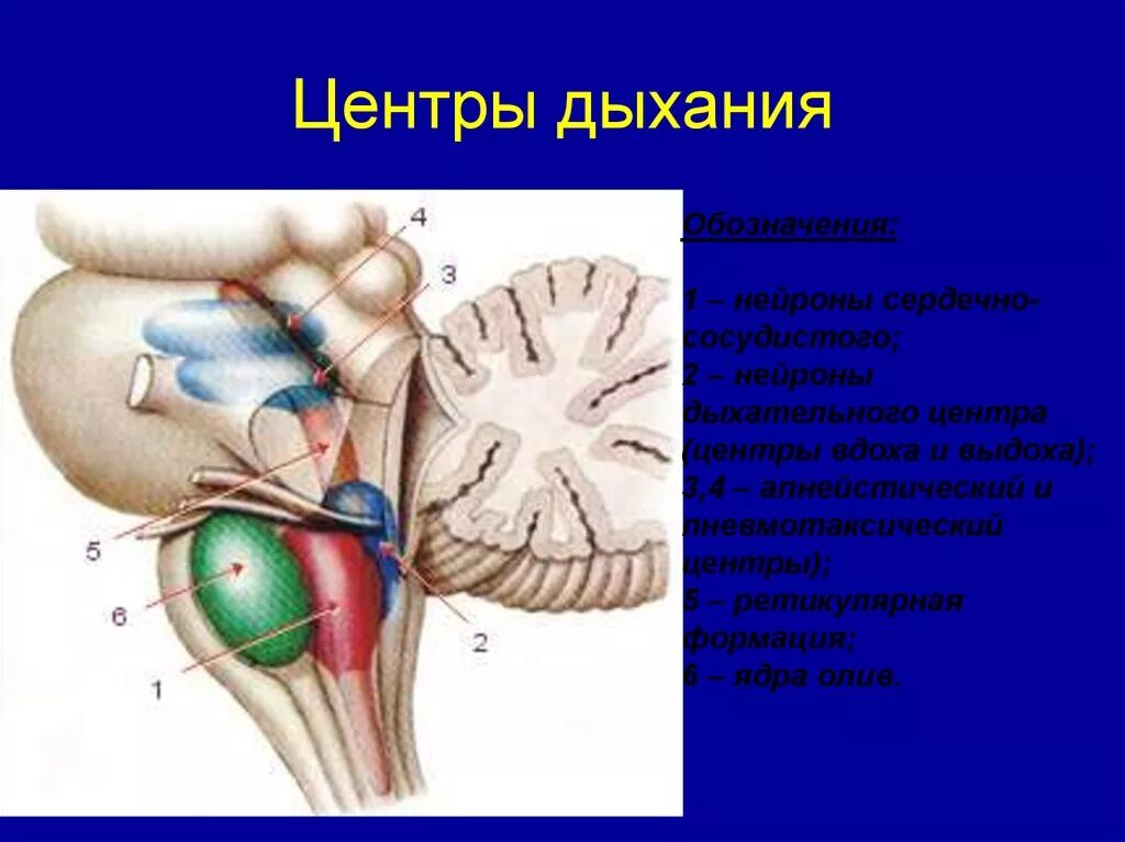 Центр дыхания и сердечно сосудистой деятельности. Нейроны бульбарного дыхательного центра. Центр дыхания. Бульбарный дыхательный центр. Бульбарный отдел дыхательного центра.