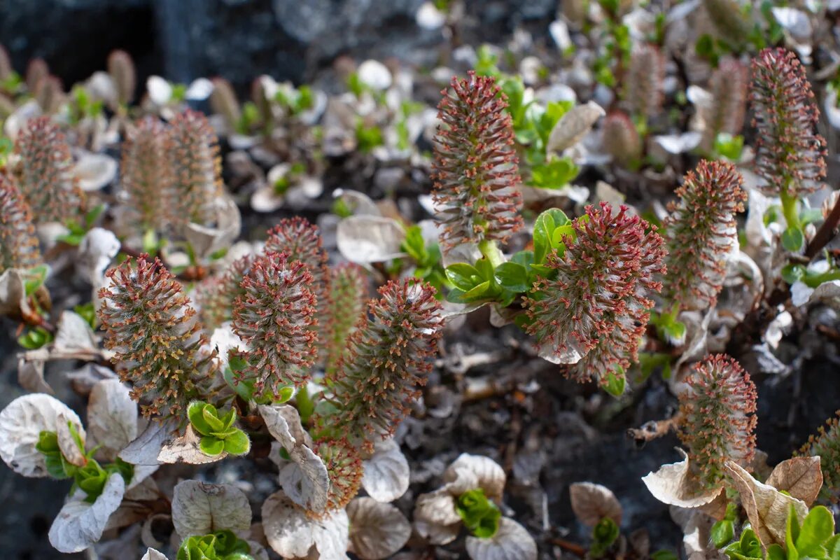 Карликовая ива фото. Salix Polaris Ива Полярная. Salix Polaris Wahlenb. - Ива Полярная. Карликовая Ива в тундре. Полярная Ива в тундре.