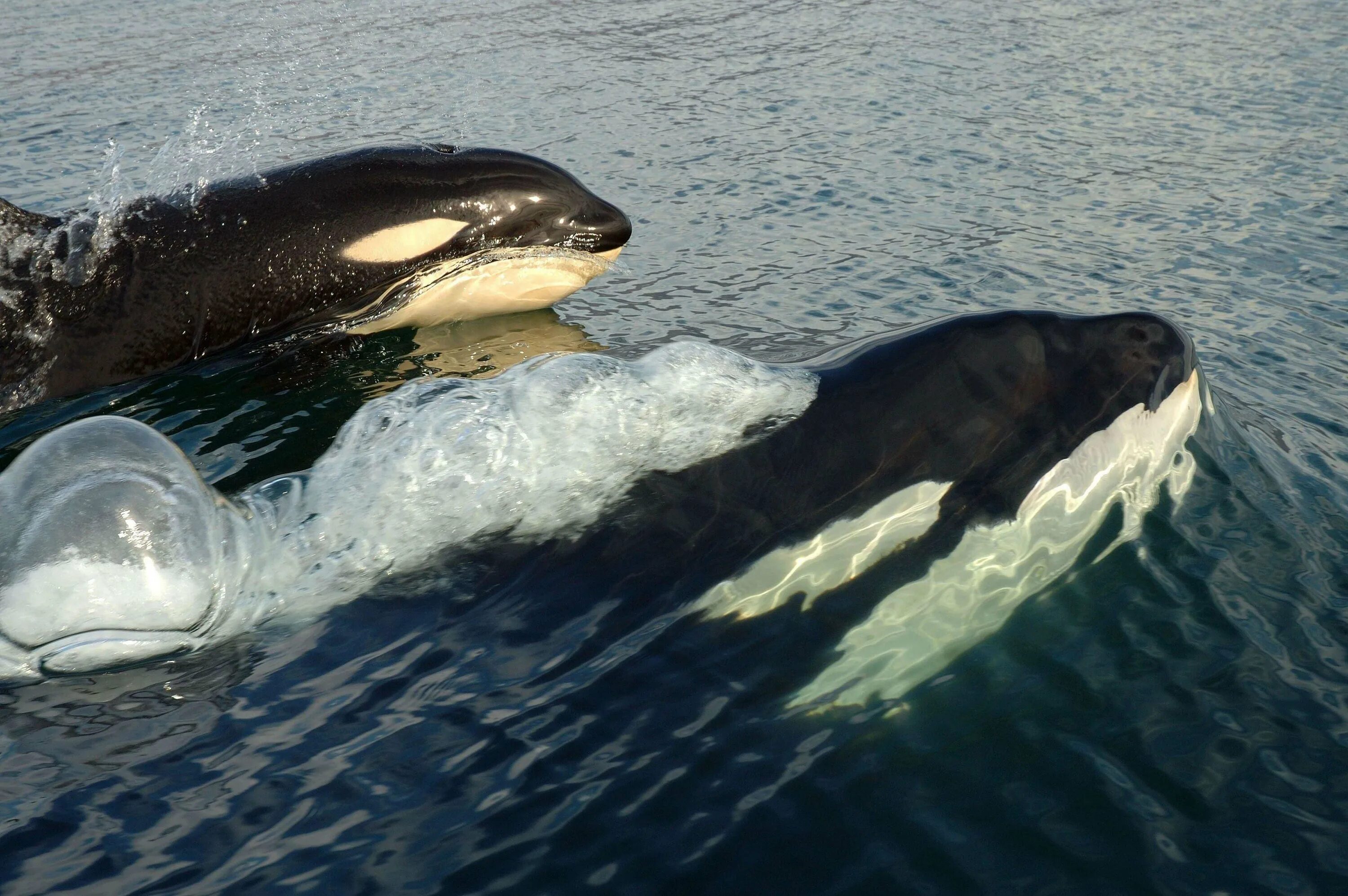 Косатка хищный Дельфин. Косатка - Orcinus Orca (Дальневосточная Плотоядная популяция). Orcinus Orca коса́тка Orca Killer Whale. Как называется касатка