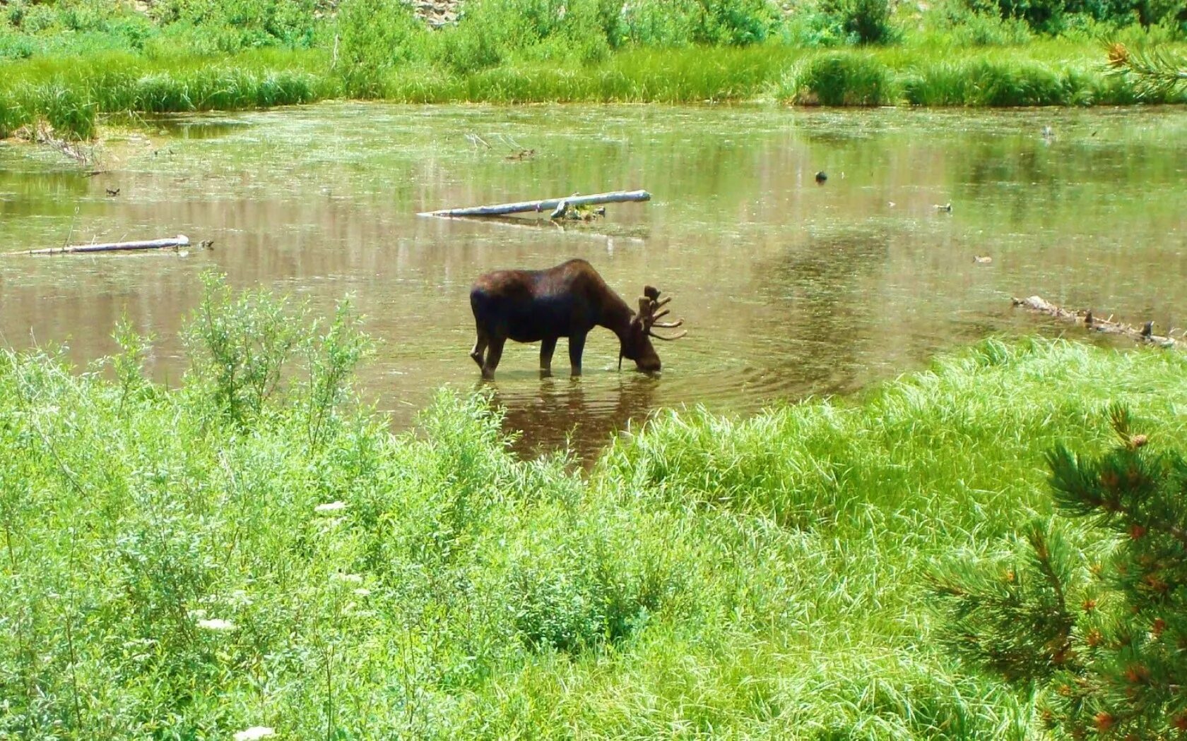 Лось пьет воду. Лось в озере. Река лосиха. Лось лосиха лосенок.