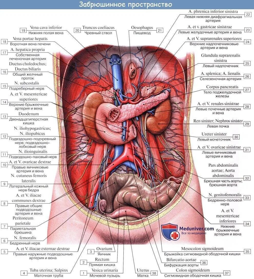 Строение женских органов картинки. Анатомия внутренних органов брюшной полости. Анатомия внутренних органов брюшной полости человека мужчины. Анатомия внутренних органов брюшной полости женщины. Расположение органов у человека в брюшной полости у женщины.