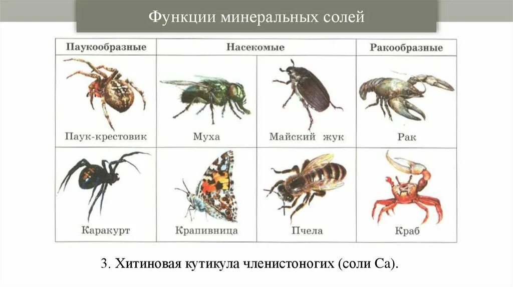 Примеры животных которые дышат трахеями. Представители классов членистоногих. членистоногие животные примеры. тип членистоногие. животные которые дышат трахеями.