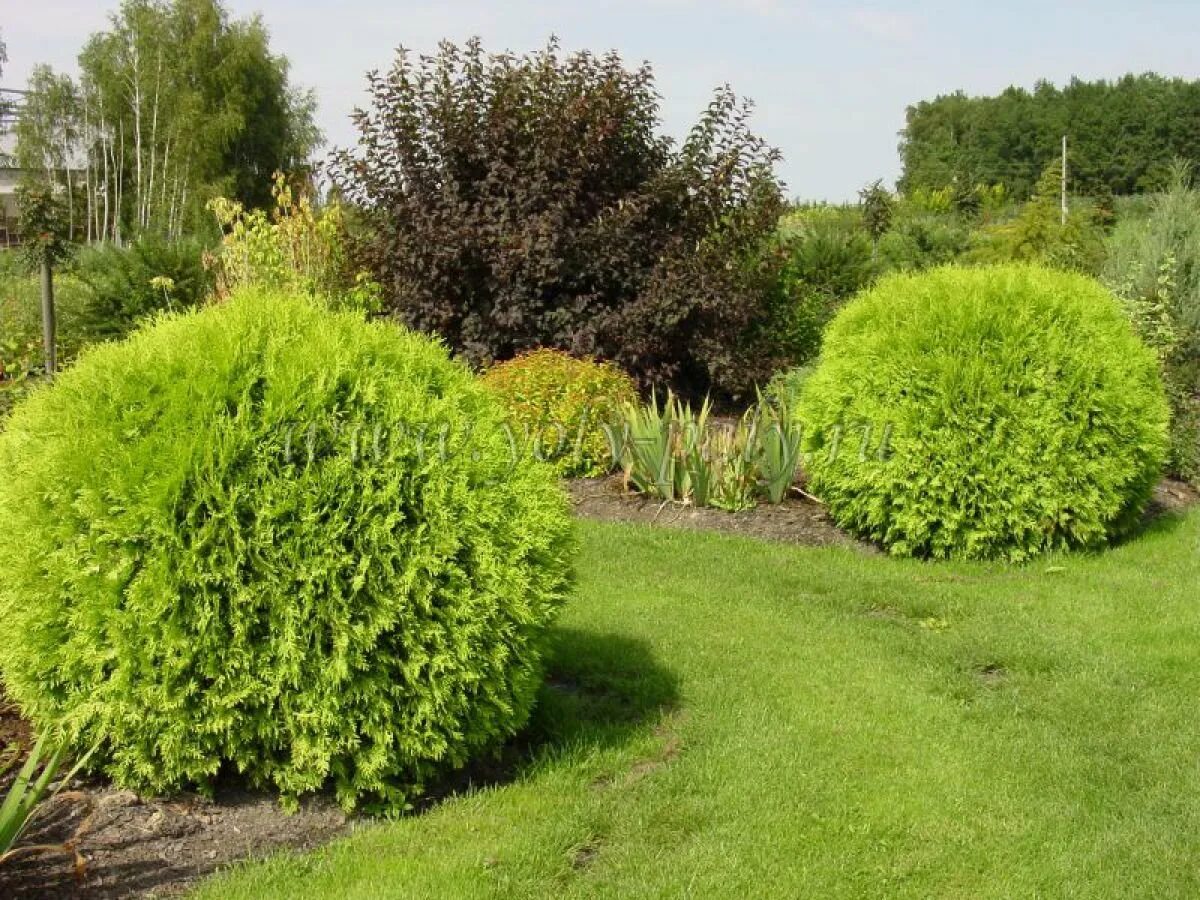 Туя западная Мириам на штамбе Thuja occidentalis Mirjam PBR (Pa) Питомник Тайга