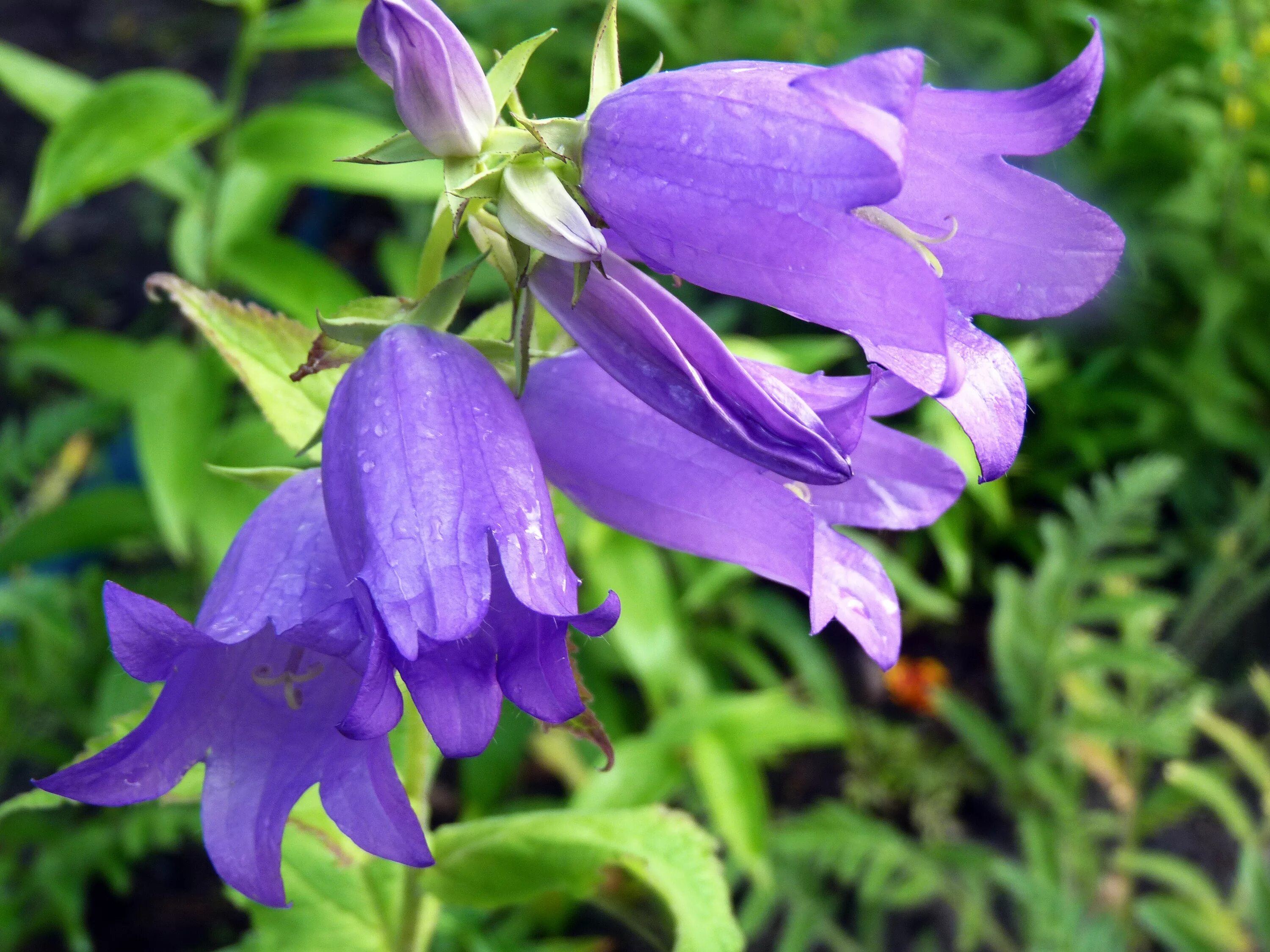 Колокольчик Комарова (Campanula komarovii). Колокольчик Болонский Campanula Bononiensis. Колокольчик Пржевальского. Колокольчик шерстистый. Колокольчик занесена в красную