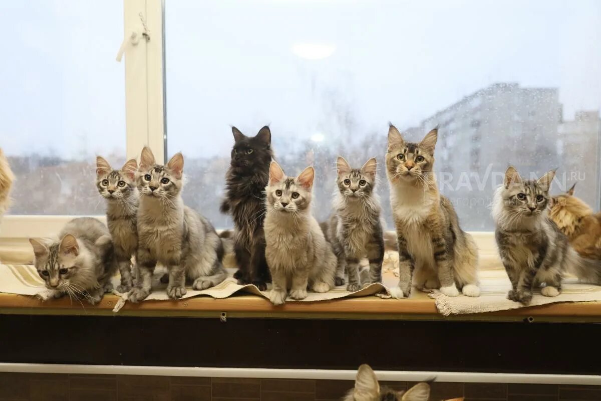 День кошек в России. Кошка Нижний Новгород.