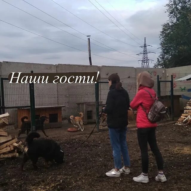 Приют ковчег. Приют Ковчег в Рыбацком. «Ковчег» приют Ульяновск. Приют Ковчег надежды Красноярск отзывы. Андреев н. "Ковчег надежды".