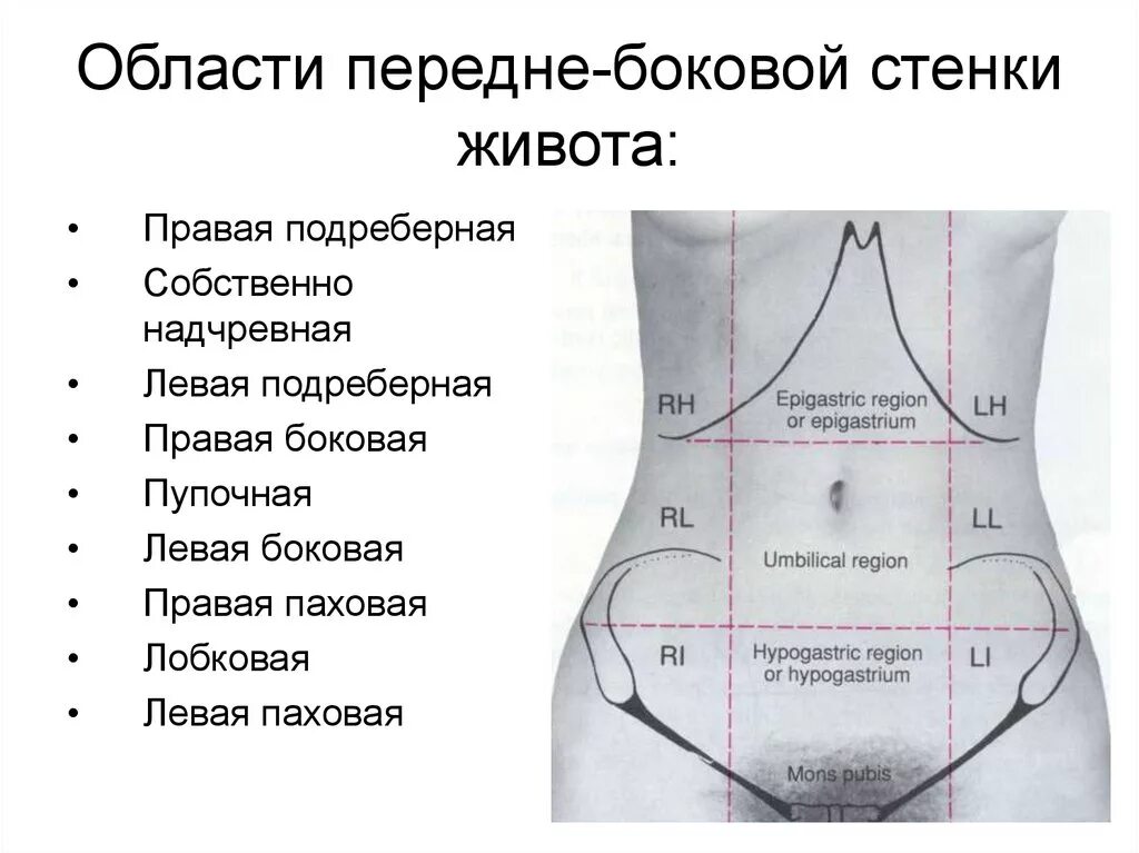 Что находится снизу живота. Анатомические области живота. Правая подреберная область живота. Эпигастральной области. Надчревная область живота.