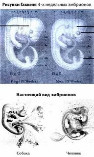 Виды эмбрионов
