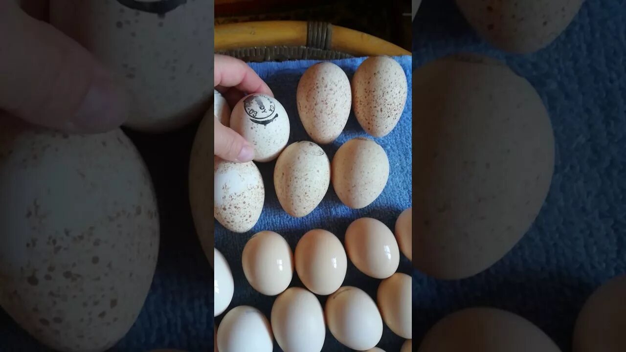 Купить индюшиные яйца для инкубатора. Инкубационное яйцо индюшат Биг-6. Инкубационное яйцо индейки Биг 6. Яйцо инкубационное индюшиное Биг 6. Инкубационное яйцо индейки Хайбрид.